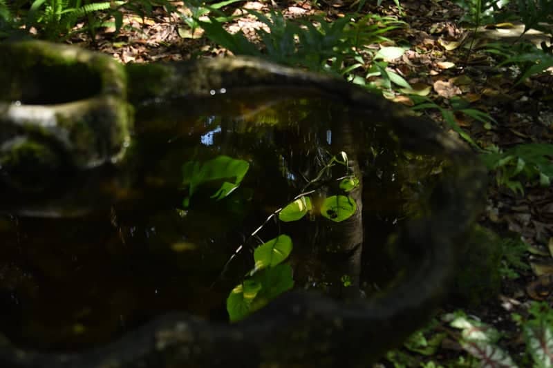 Dunlawton Sugar Mill Gardens - Image 1