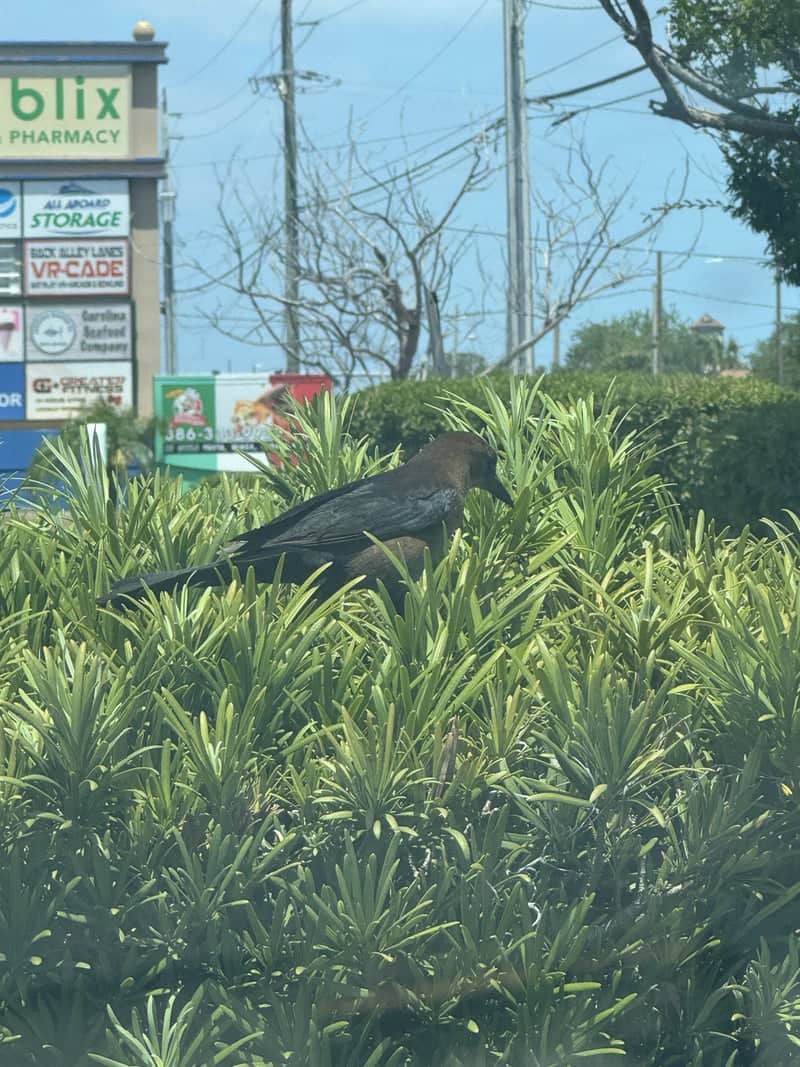 South Daytona Urban Wildlife - Image 1