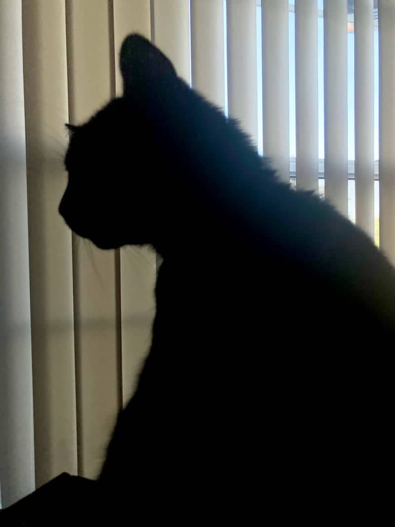 Window Light Pet Portrait - Image 1