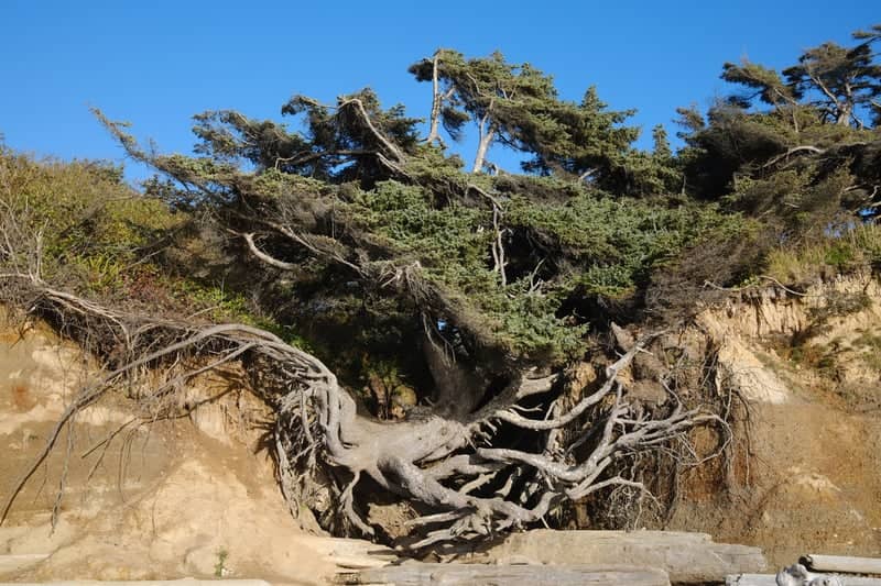 Tree of Life, Kalaloch Beach - Image 1