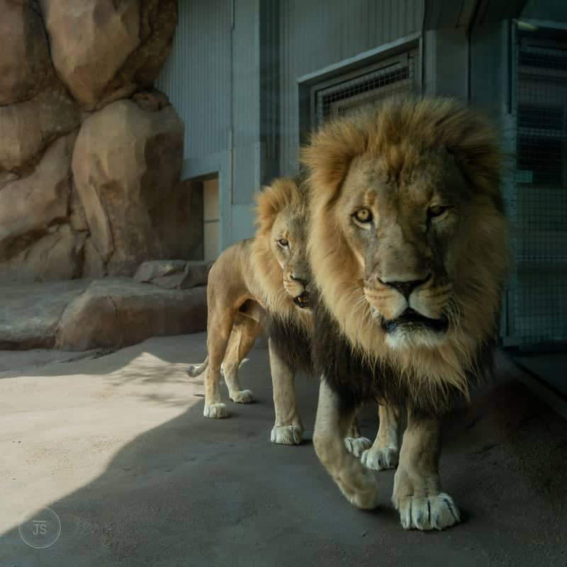 Denver Zoo - Image 1
