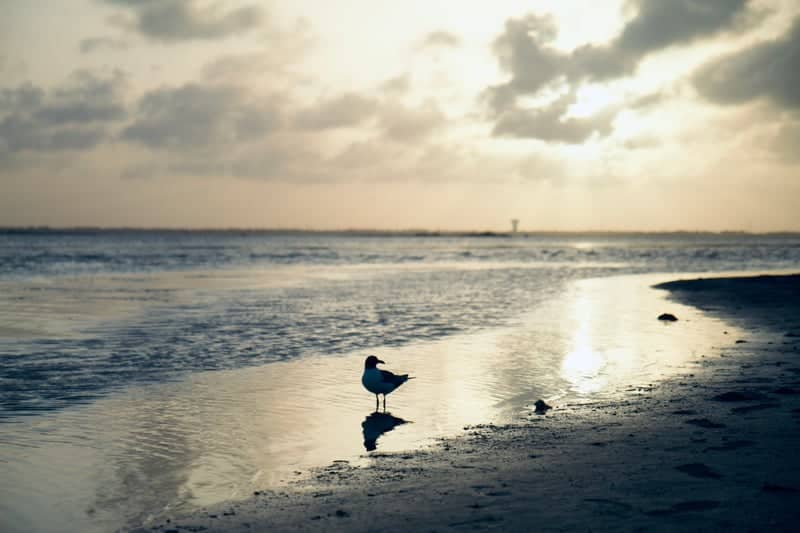 Laguna Madre Shoreline - Image 1