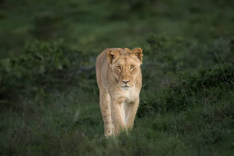 Addo Elephant National Park - Image 1