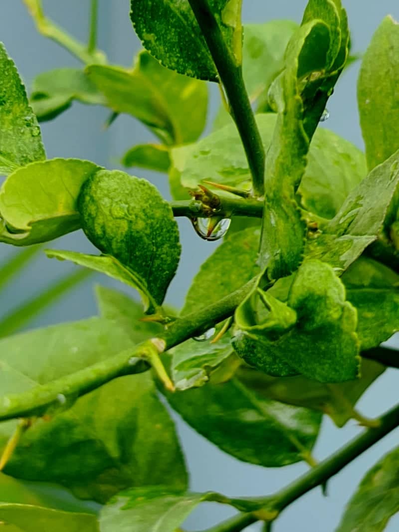 Urban Garden Macro, Dhaka - Image 1