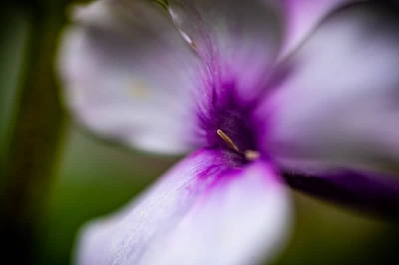 Birch Street Garden Blooms - Image 1