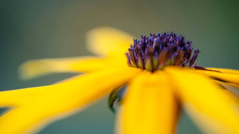 North Branch Garden Macro - Image 1