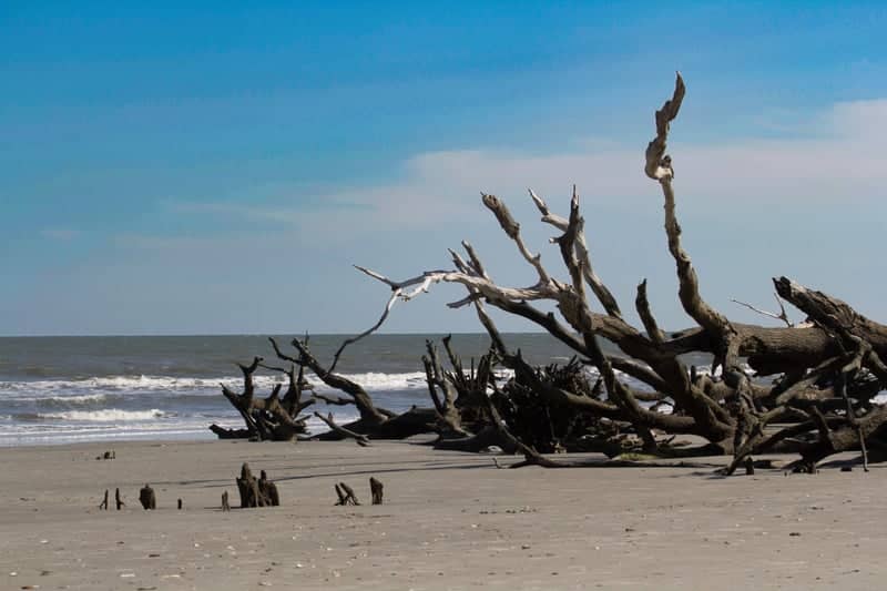 Botany Bay Boneyard Beach - Image 1
