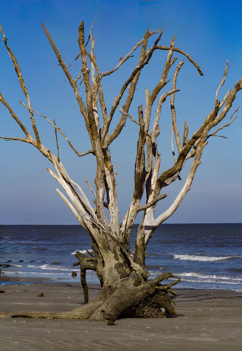 Boneyard Beach, Hunting Island - Image 1