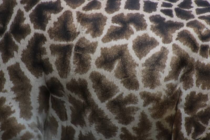 Columbus Zoo and Aquarium - Image 2