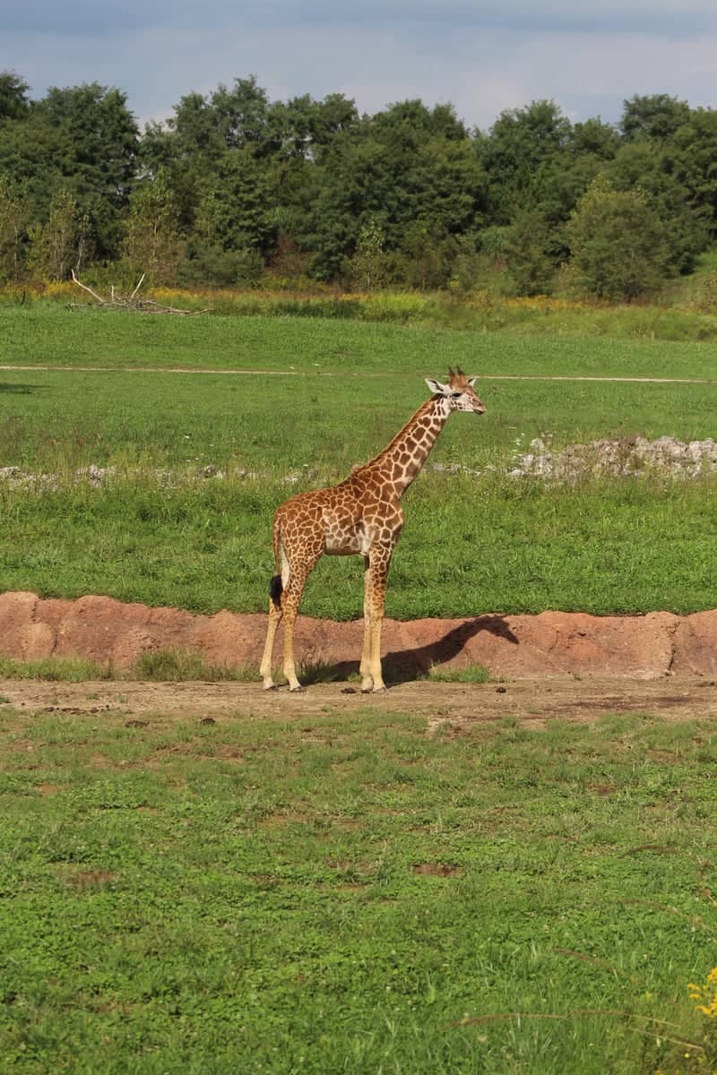 Columbus Zoo and Aquarium - Image 1