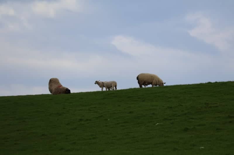 Cliffs of Moher Coastal Pastures - Image 1