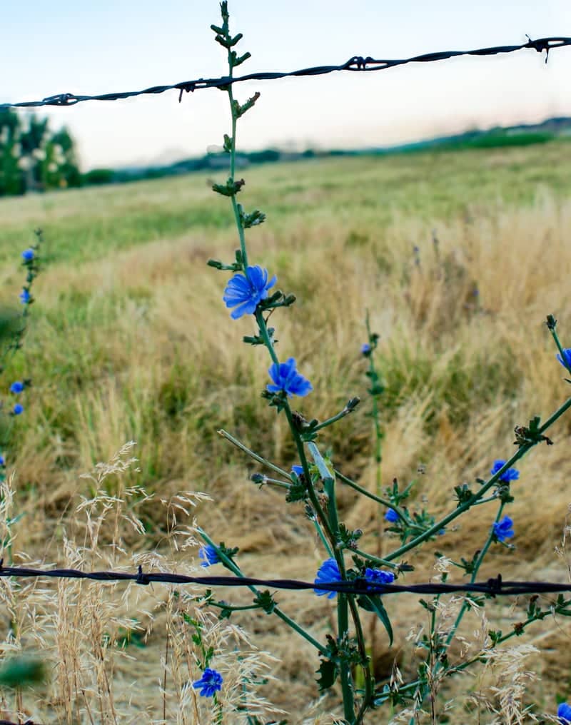Brigham City Farmland - Image 1