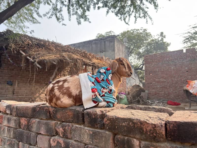 Jasrana Village - Image 1