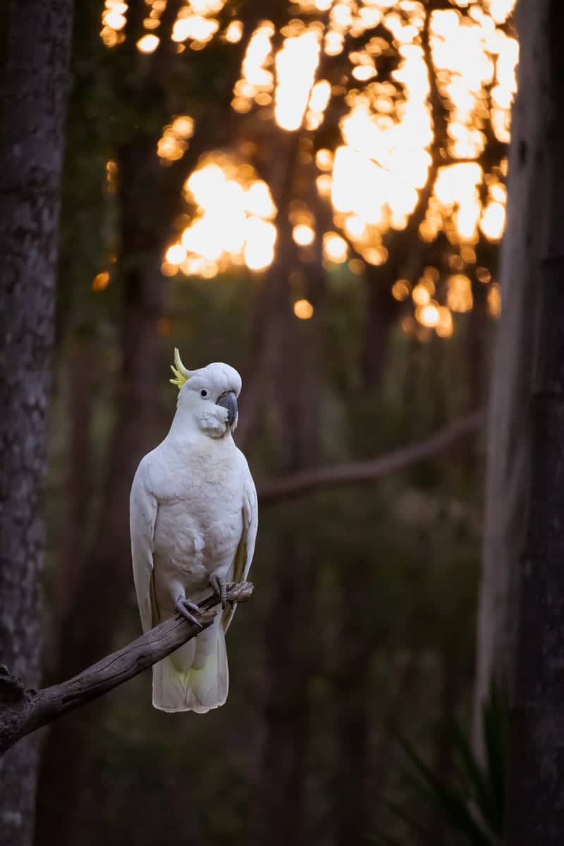 Swan Bay Wildlife Habitat - Image 1