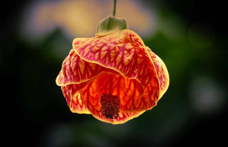 Phipps Conservatory and Botanical Gardens - Image 1