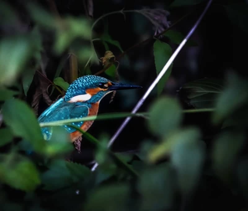 Soester Bach Wildlife Spot - Image 1