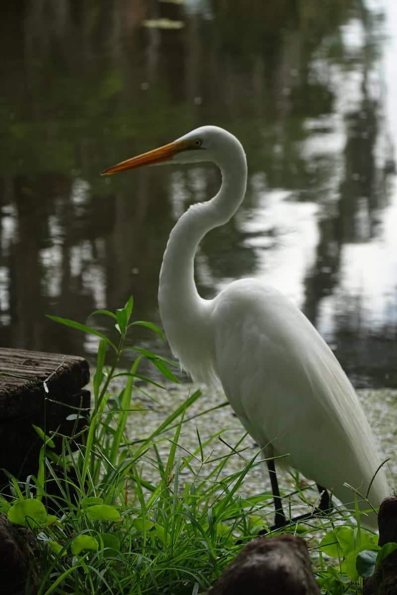 City Park, New Orleans - Image 1
