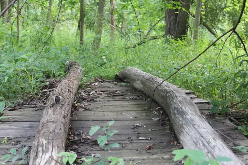 Conneaut Creek Forest Path - Image 1