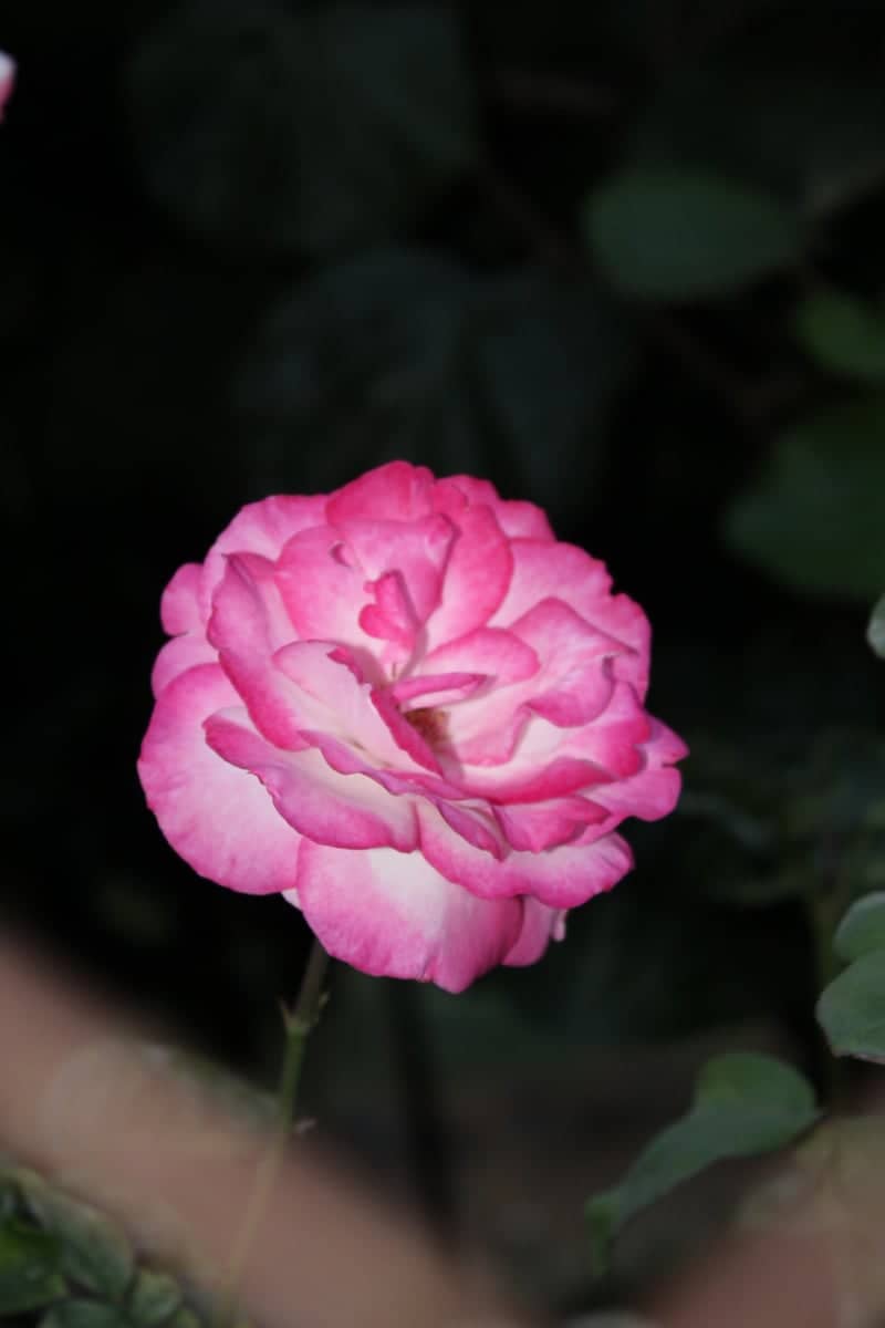 La Garganta Village Gardens - Image 1