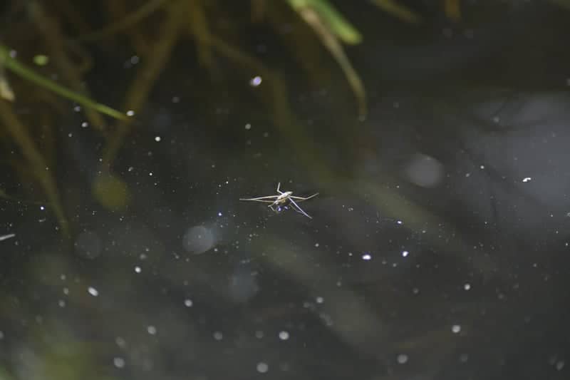 North SeaTac Park Nature Trail - Image 1