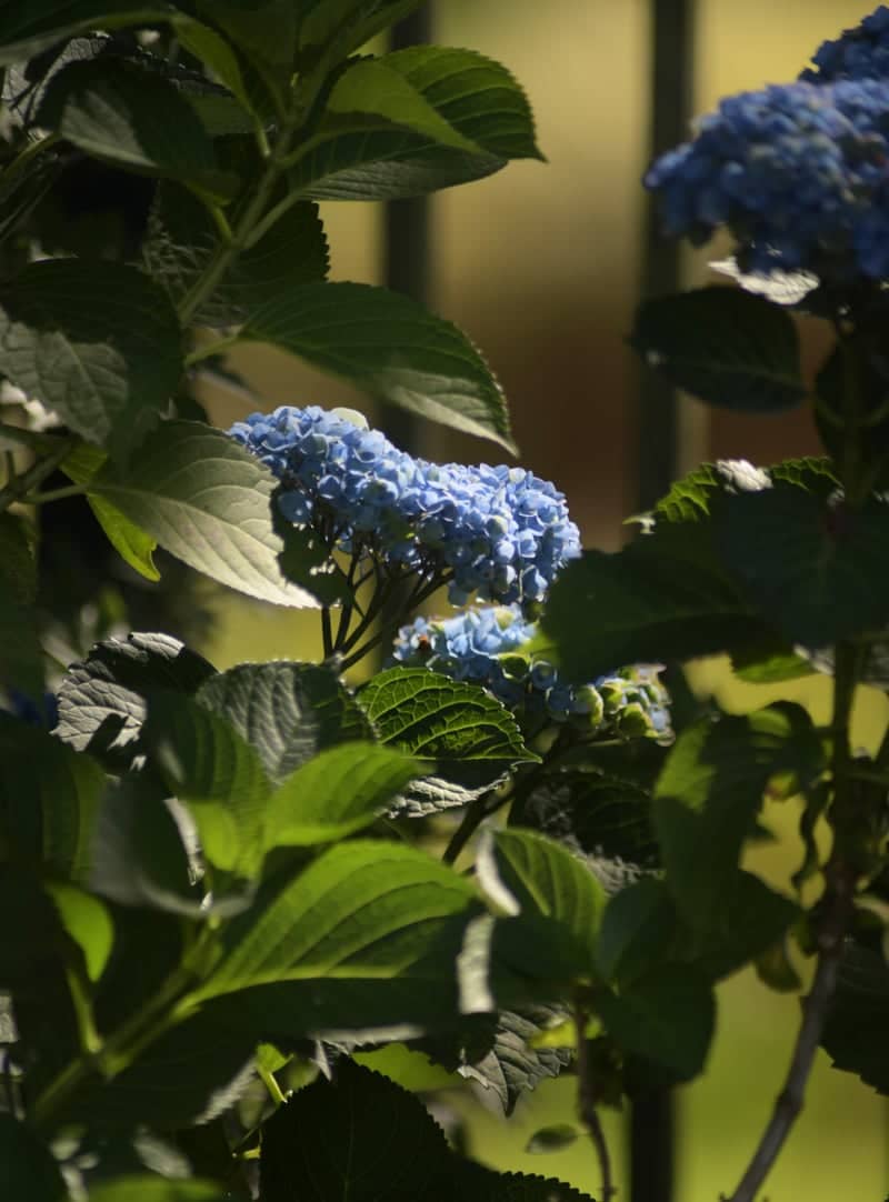 SeaTac Garden Hydrangeas - Image 1