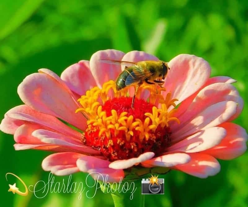 Salisbury Flower Garden - Image 1