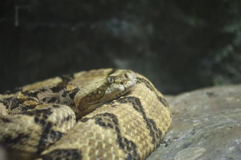North Carolina Zoo - Image 1