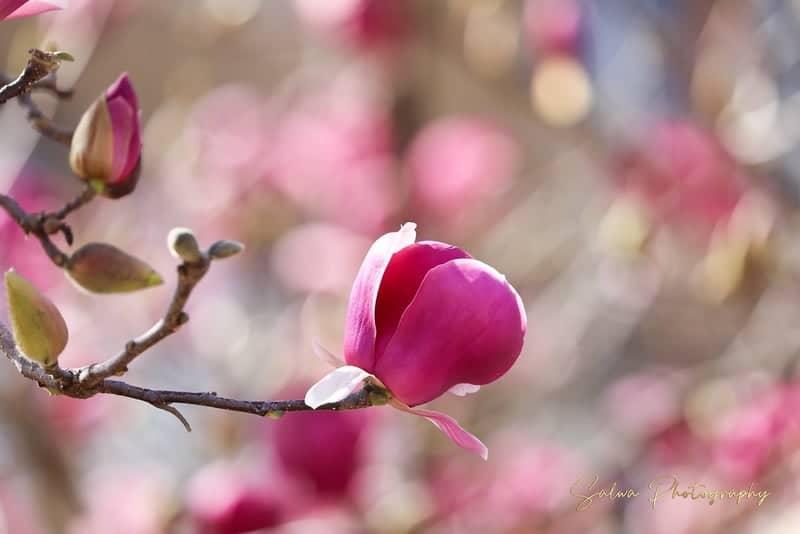 Macon Spring Magnolias - Image 1