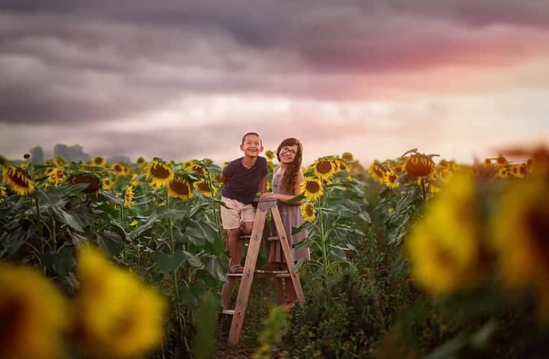 Lowe Family Farmstead Sunflower Patch - Image 1