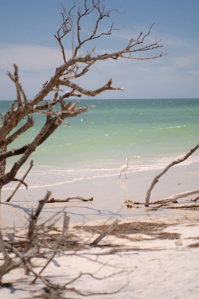 Honeymoon Island State Park - Image 1
