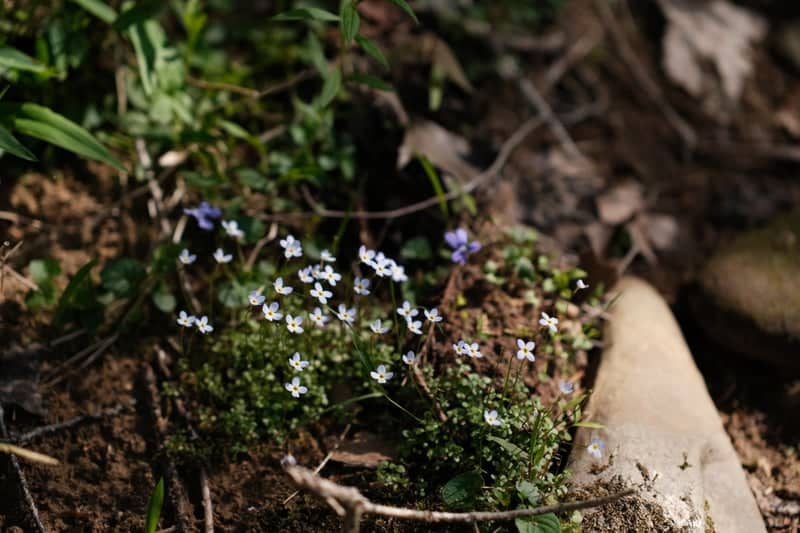 Monongahela National Forest Wildflowers - Image 1