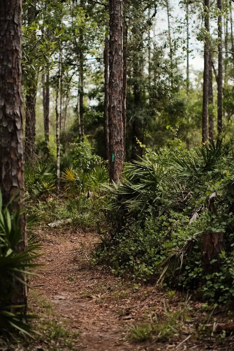 Jay B. Starkey Wilderness Park Trail - Image 1