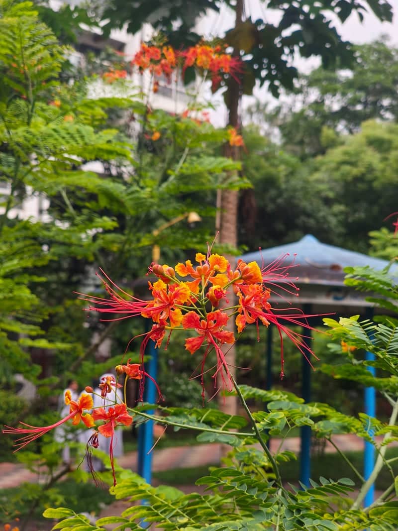 Uttara Sector 4 Park - Image 1