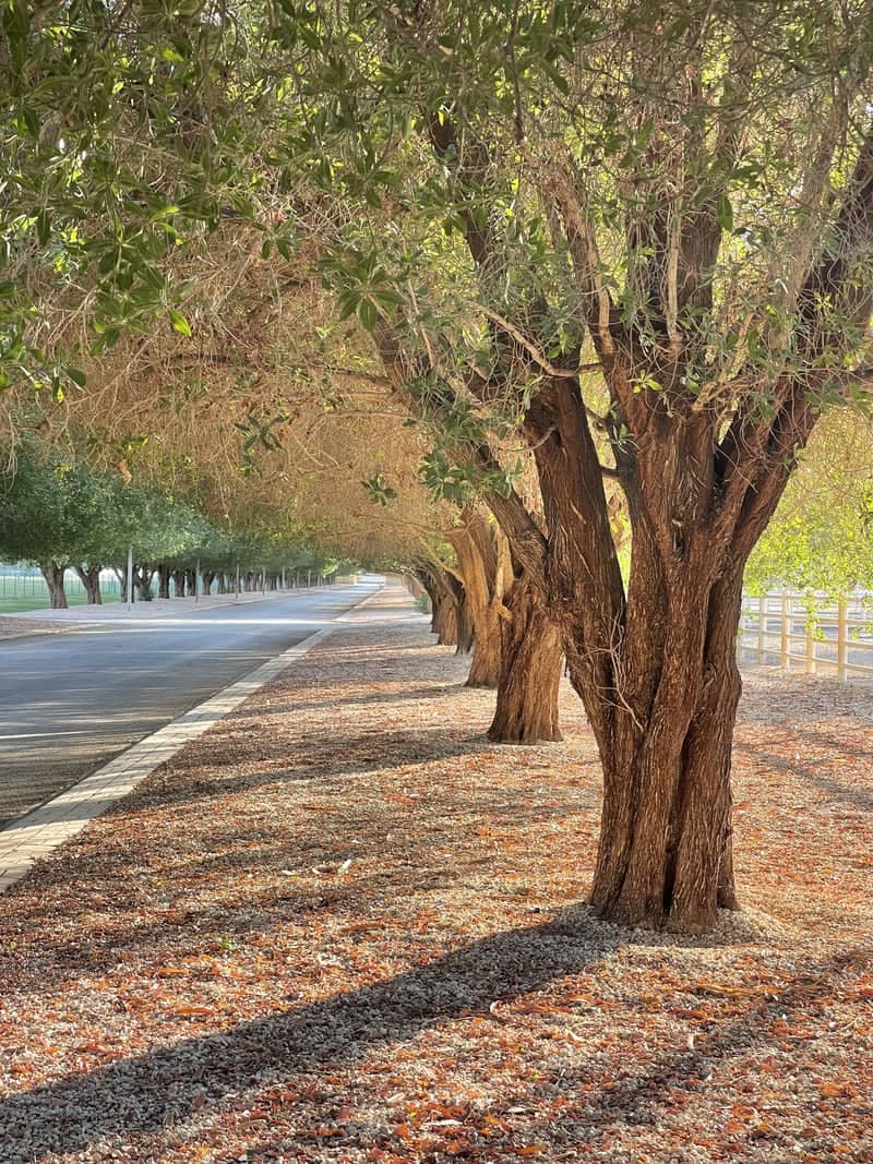 Tree-Lined Avenue in Al Quwayiyah - Image 1