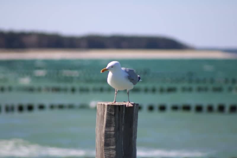 Zingst Beach Groynes - Image 1