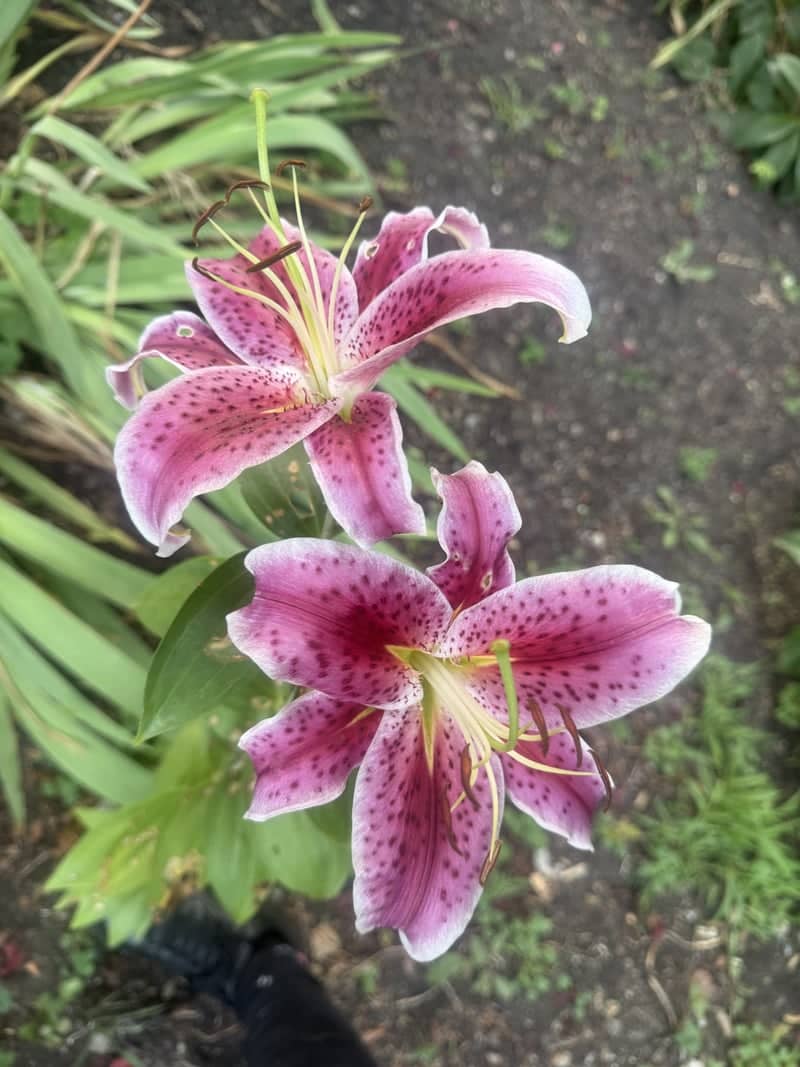 Elyria Garden Lilies - Image 1