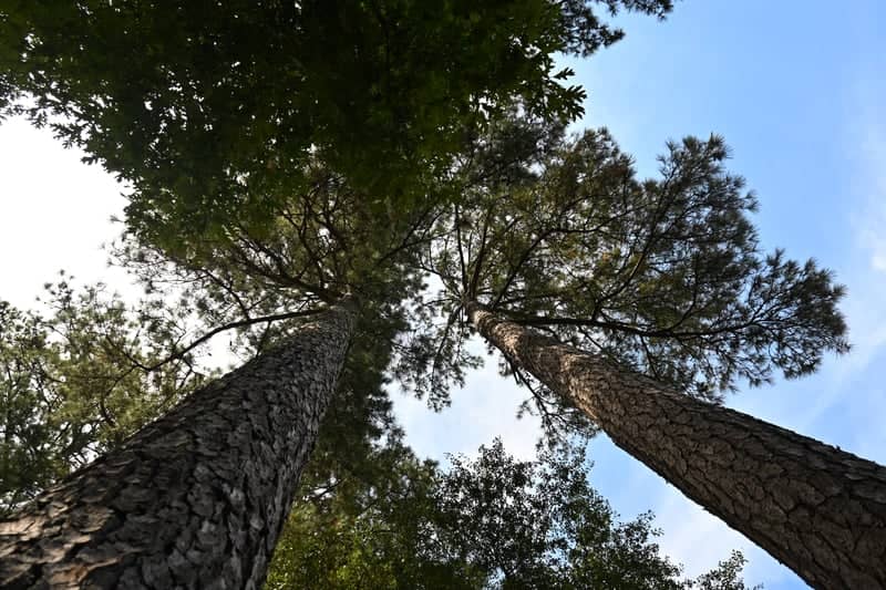Cartersville Pine Canopy - Image 1