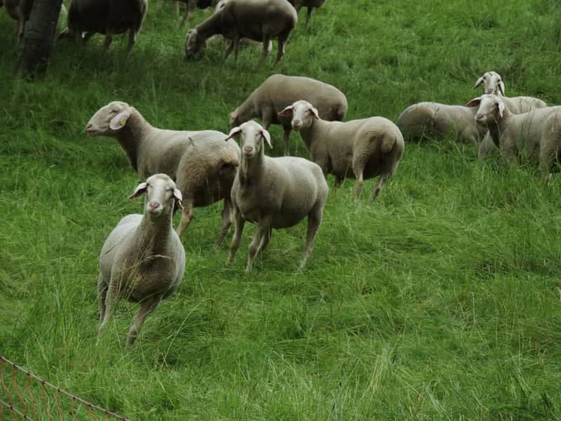 Bavarian Pastures in Lauf an der Pegnitz - Image 1