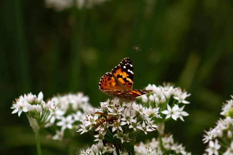 Reiman Gardens - Image 1