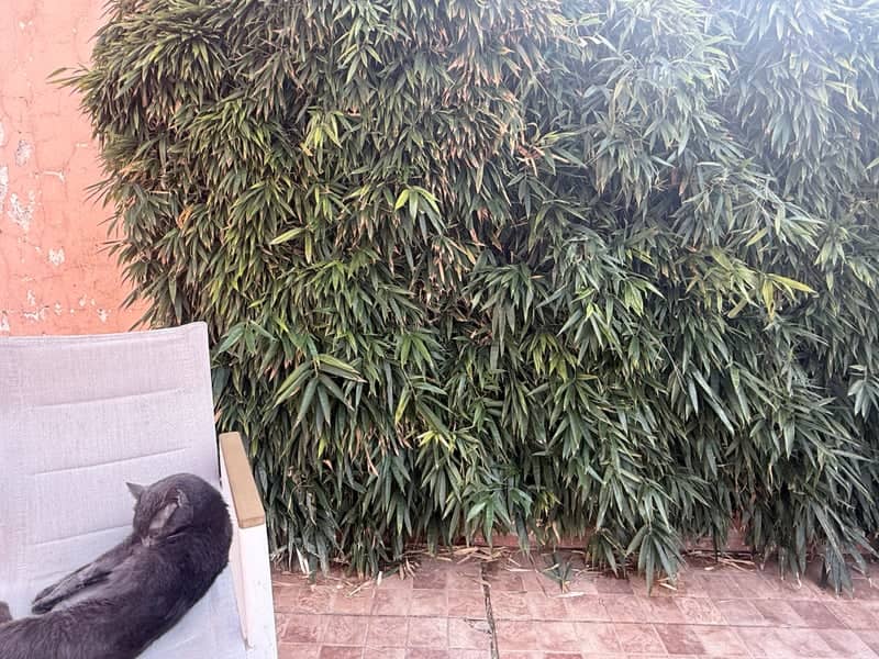San Isidro Bamboo Garden - Image 1