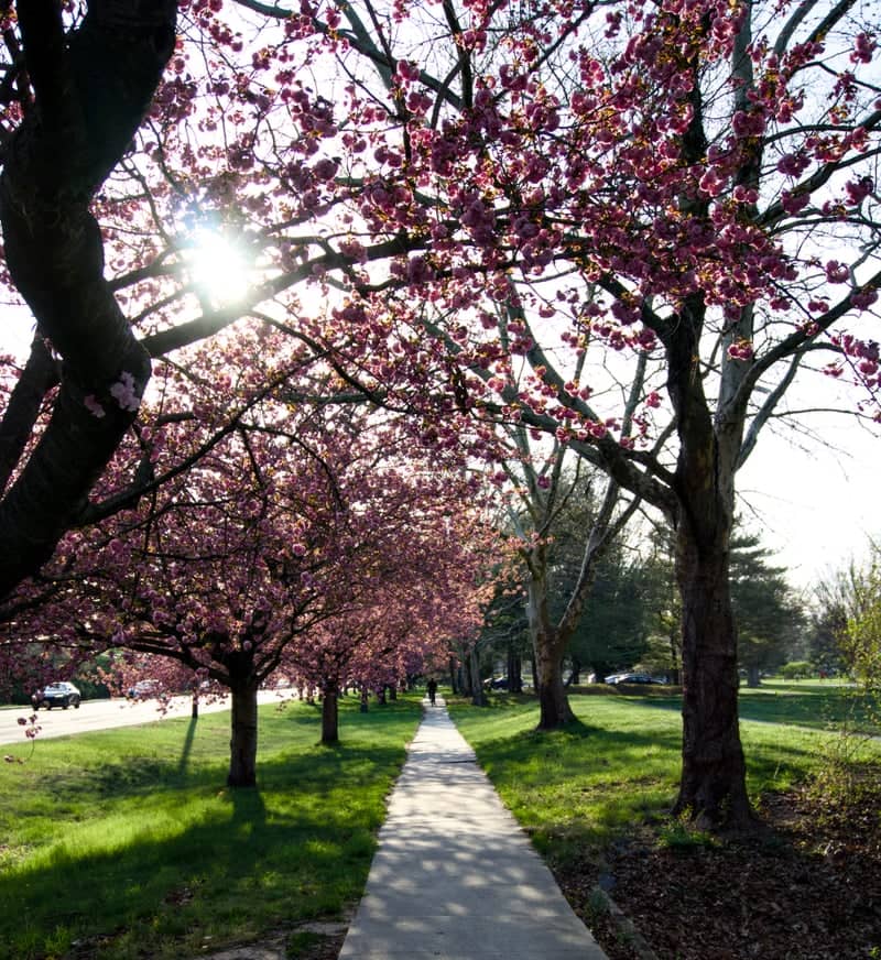 Plainsboro Municipal Park Cherry Blossoms - Image 1