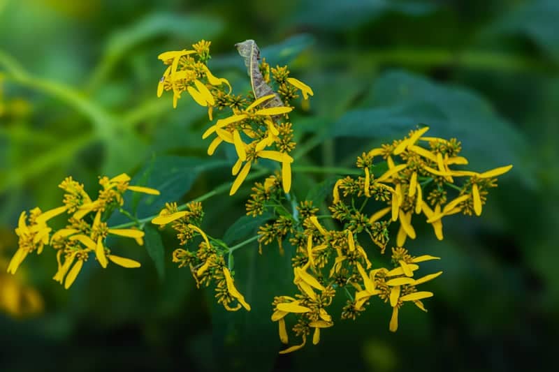 Kelly Chapel Road Wildflowers - Image 1