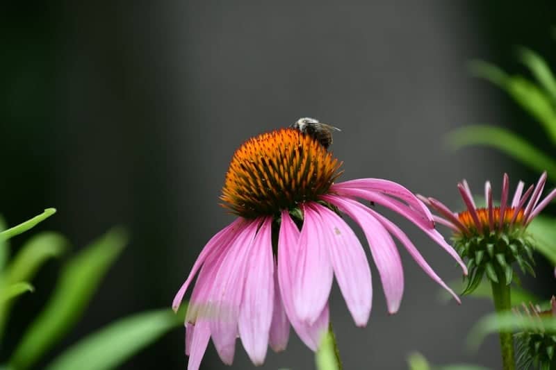 Sweet Arrow Lake County Park - Image 1