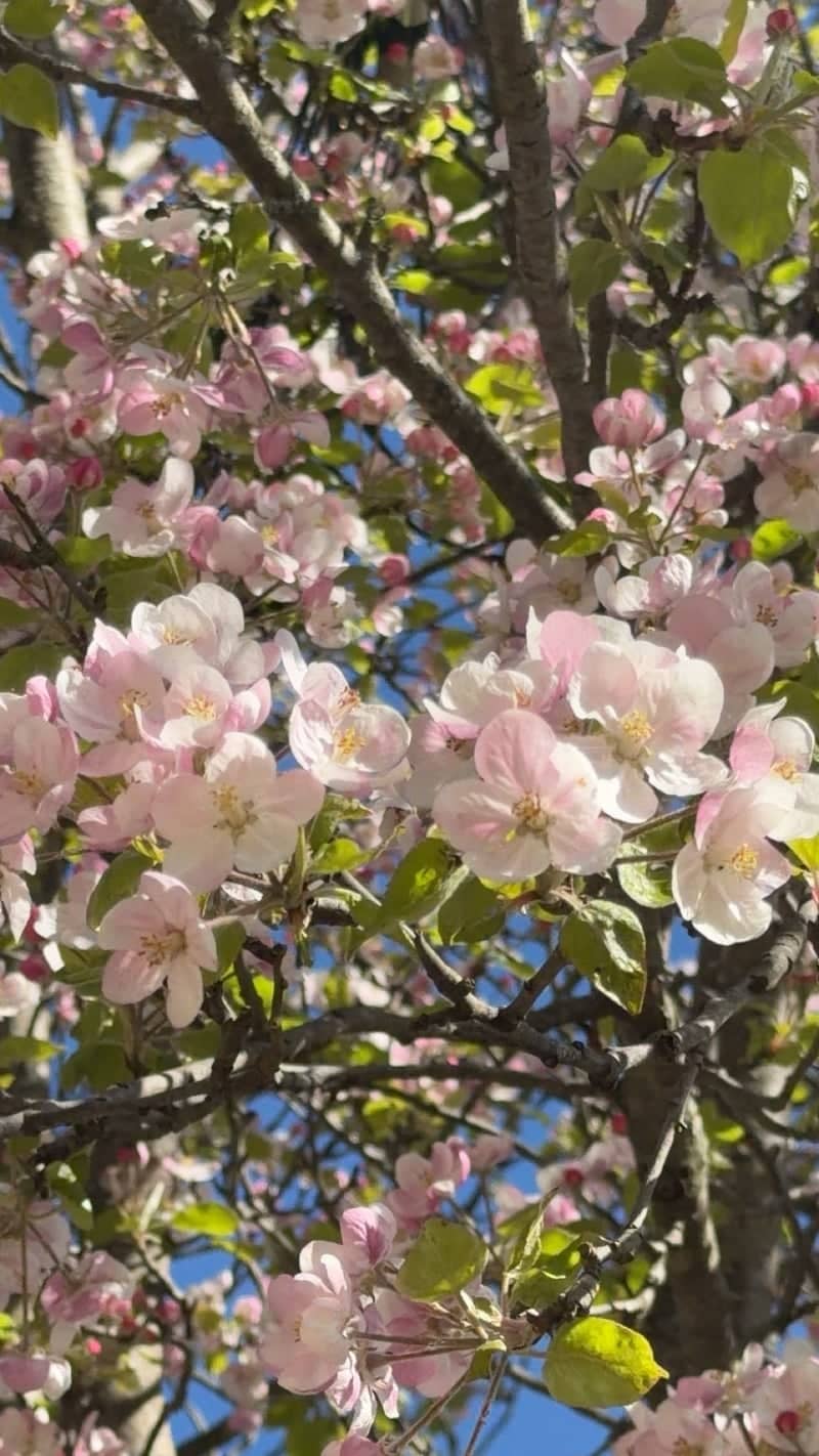 Howard City Apple Blossoms - Image 1