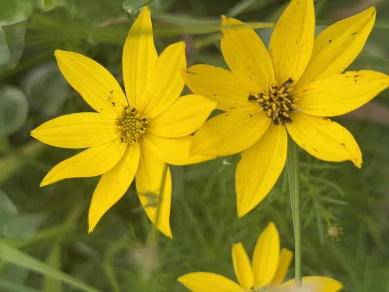 Walker Avenue Wildflower Garden - Image 1