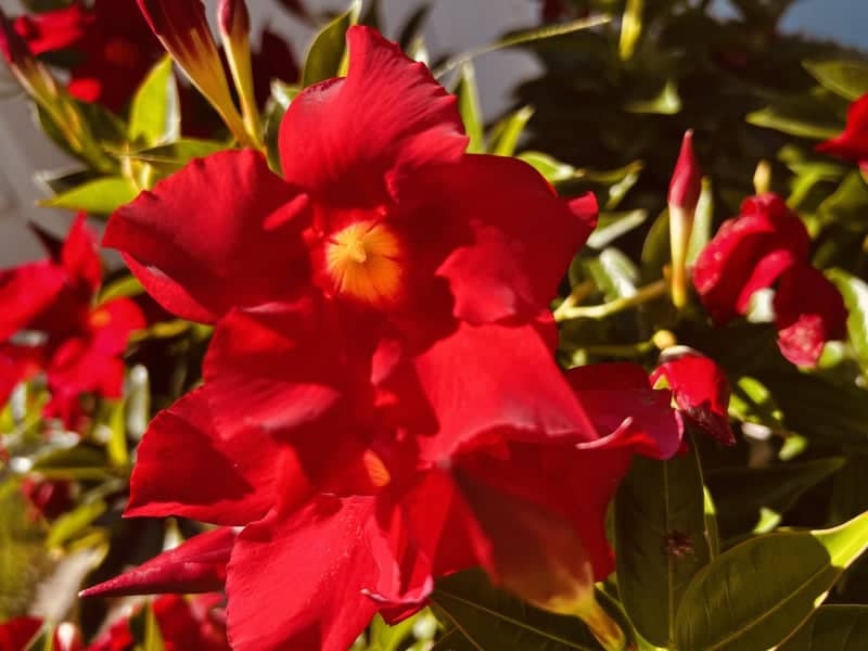 Torch Lake Garden Blooms - Image 1