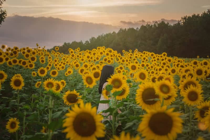 Dysartsville Sunflower Field - Image 1