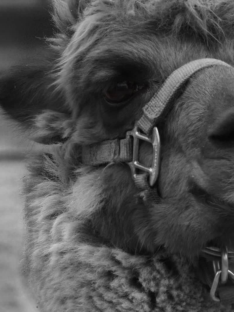 Rosamond Gifford Zoo - Image 1