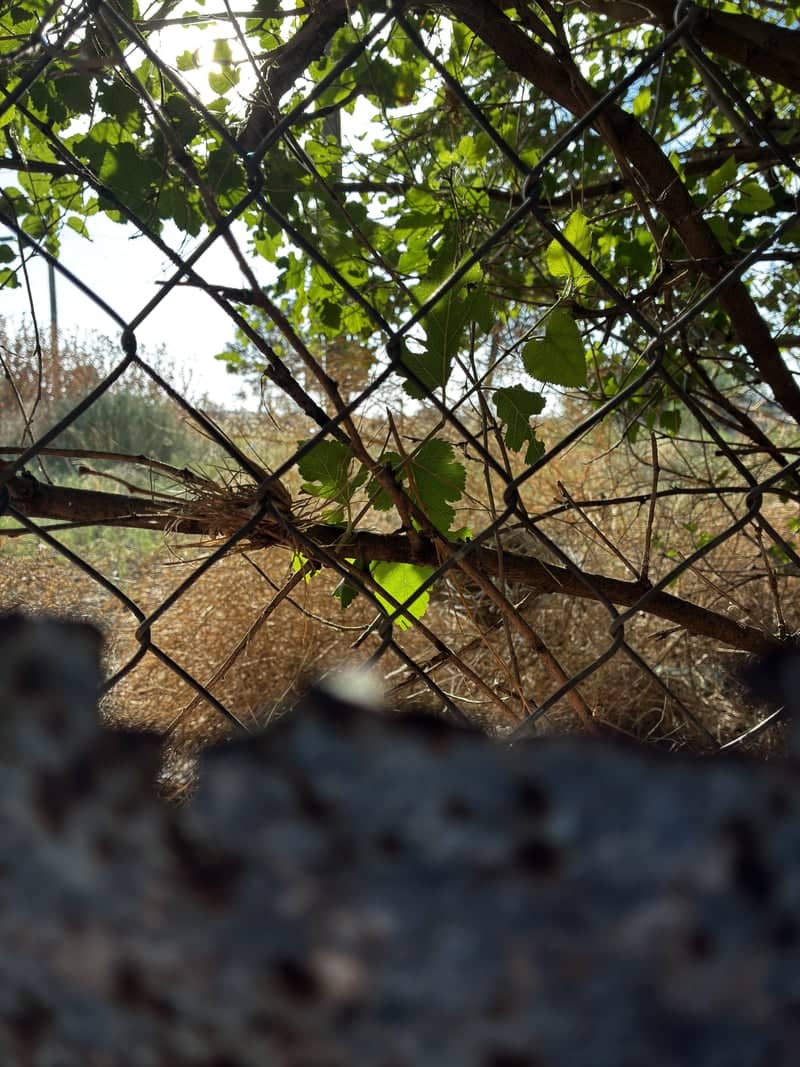 West Crossroads Overgrowth - Image 1