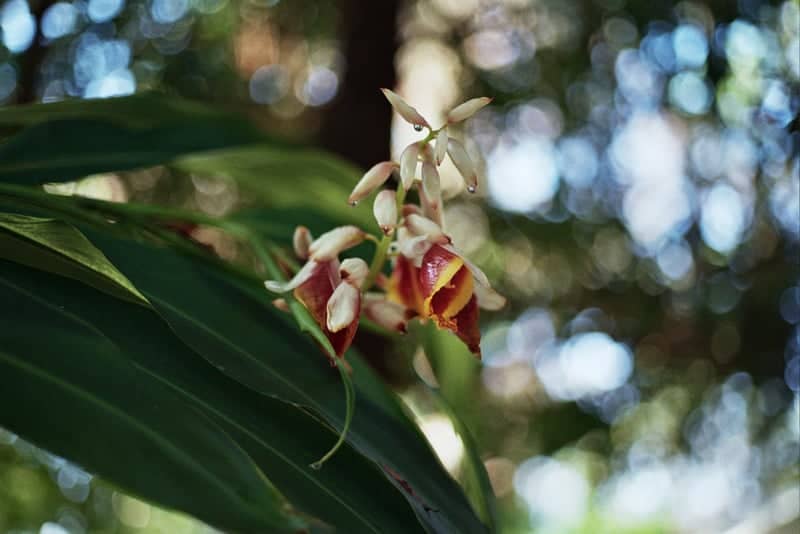 Mead Botanical Gardens - Image 1